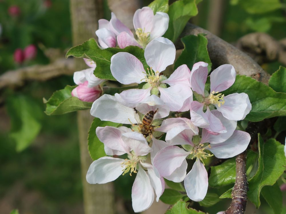 Apfelblüten mit Biene