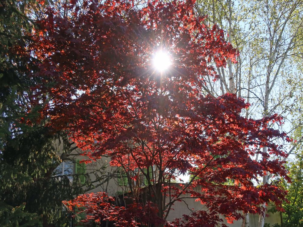 Sonne im roten Geäst