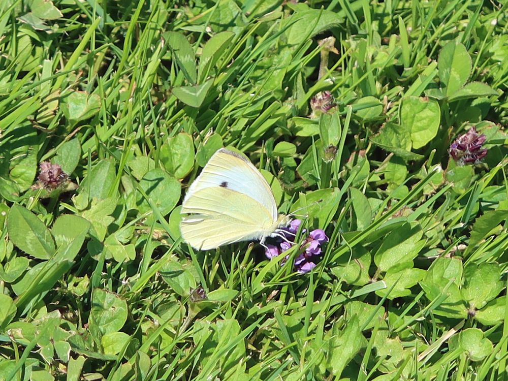 Schmetterling Kohlweißling