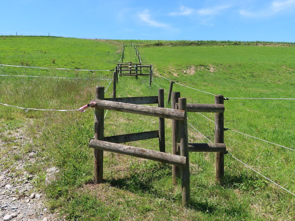 Wanderweg zwischen Weiden