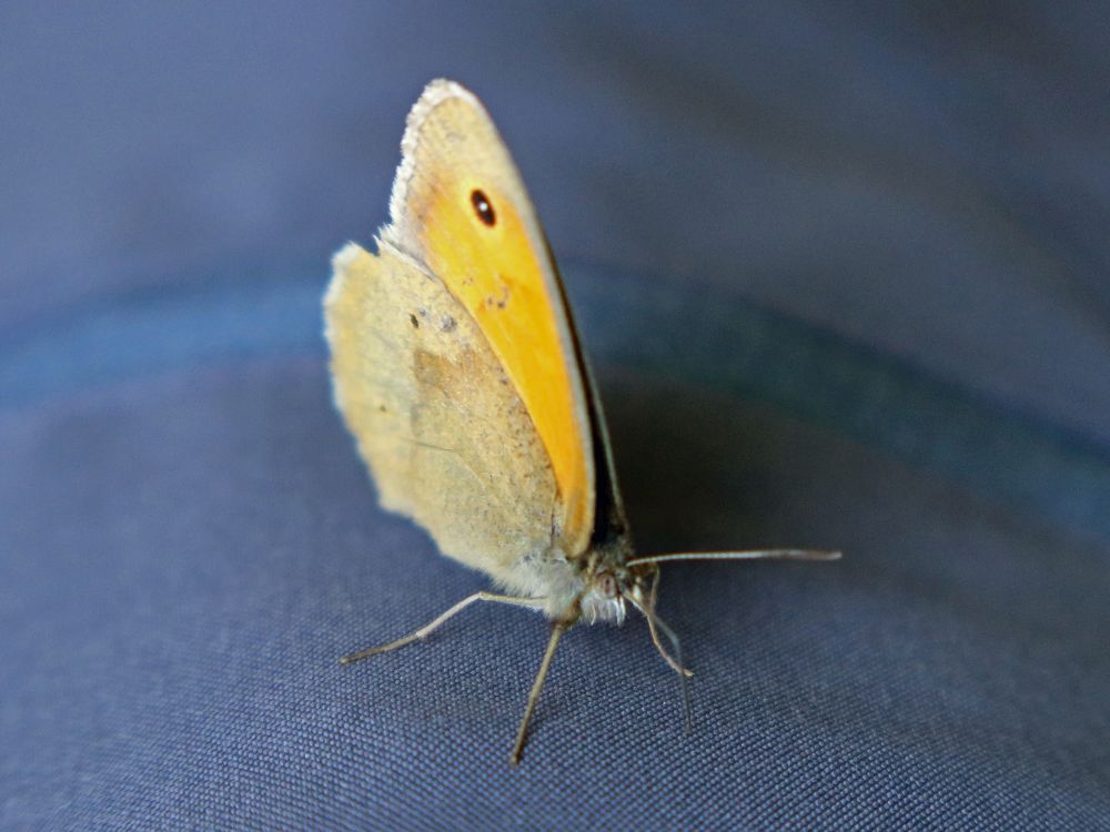 Schmetterling Kleines Ochsenauge