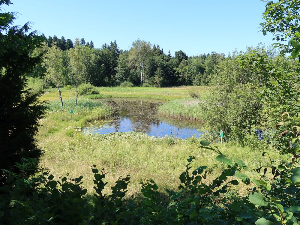 Teich im Vogelmoos