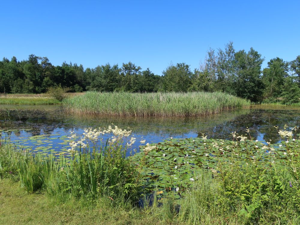 Teich im Vogelmoos