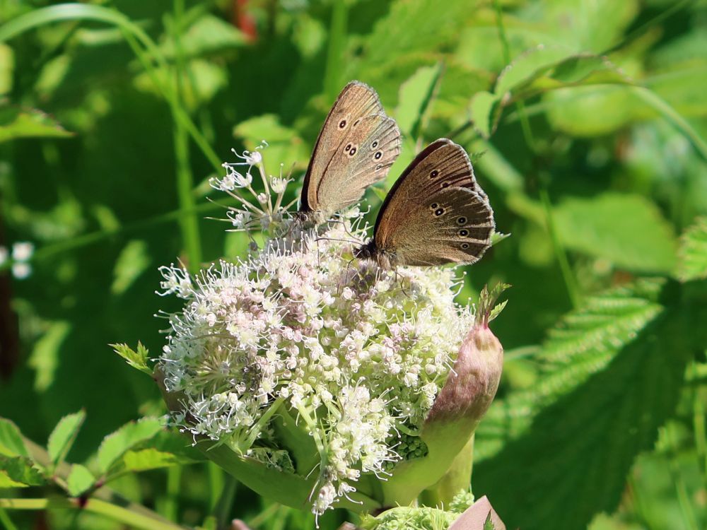 Schmetterling Brauner Waldvogel