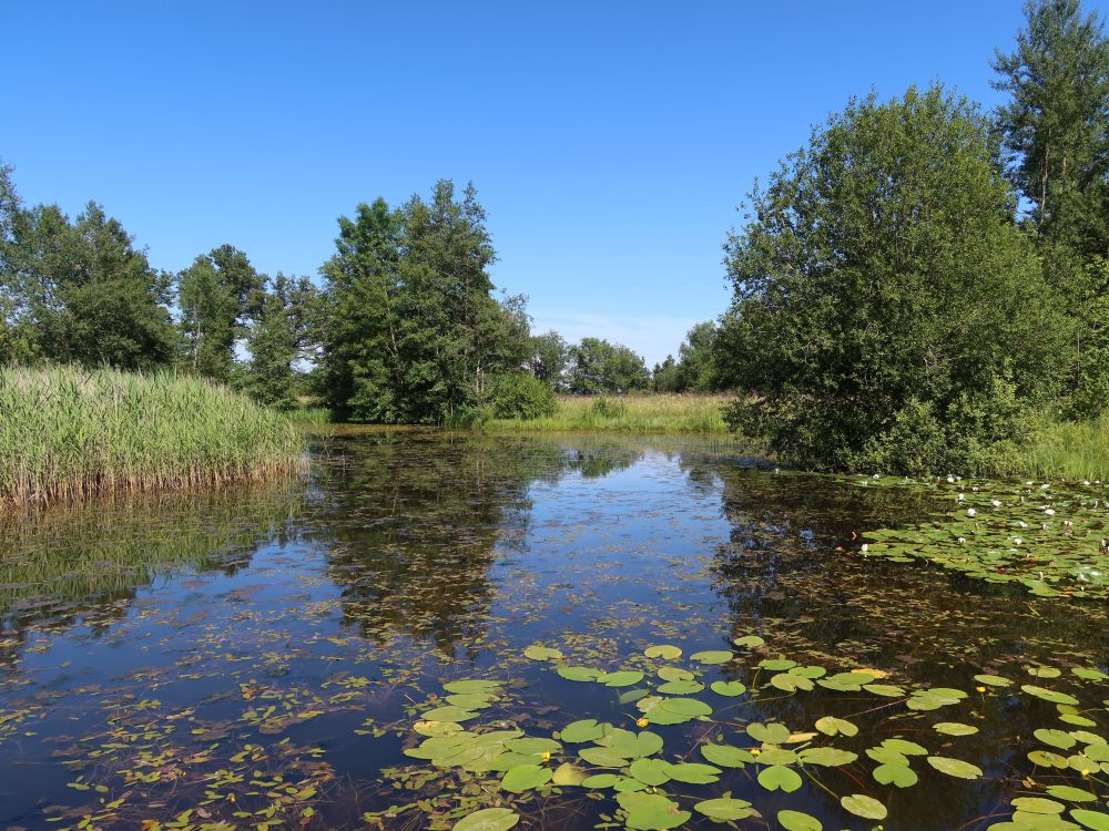 Teich im Vogelmoos