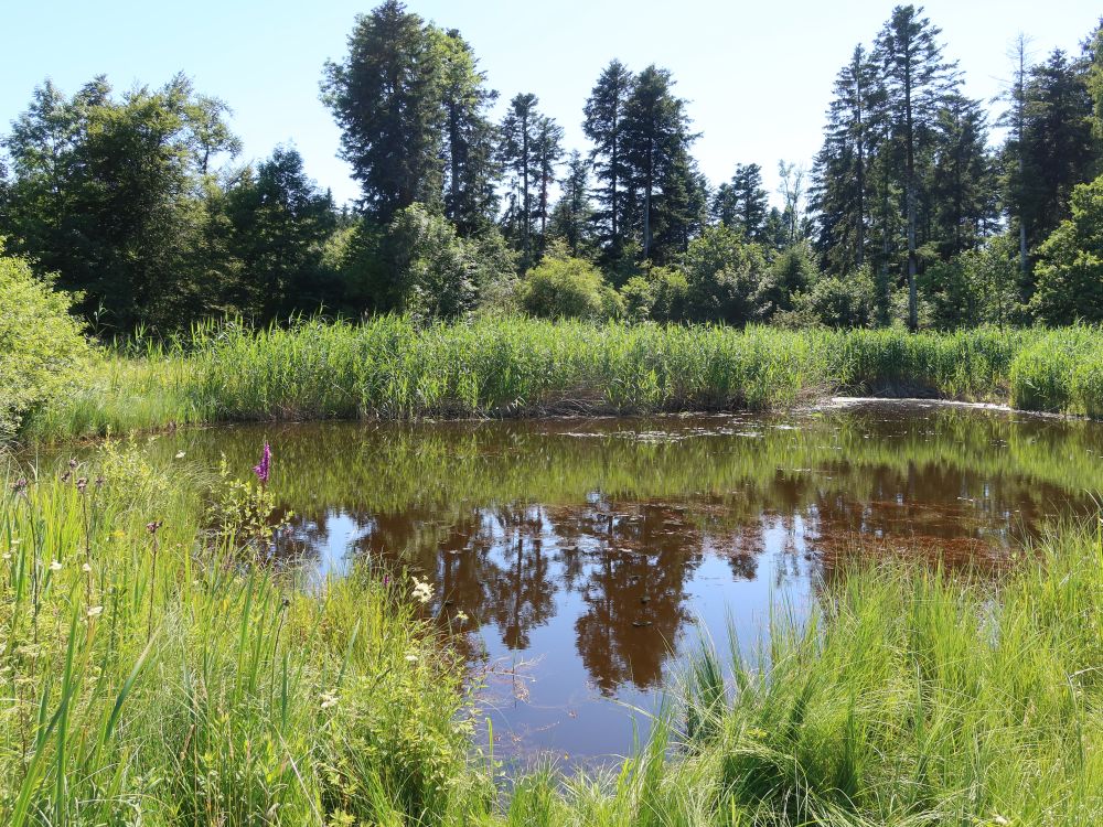 Teich im Vogelmoos