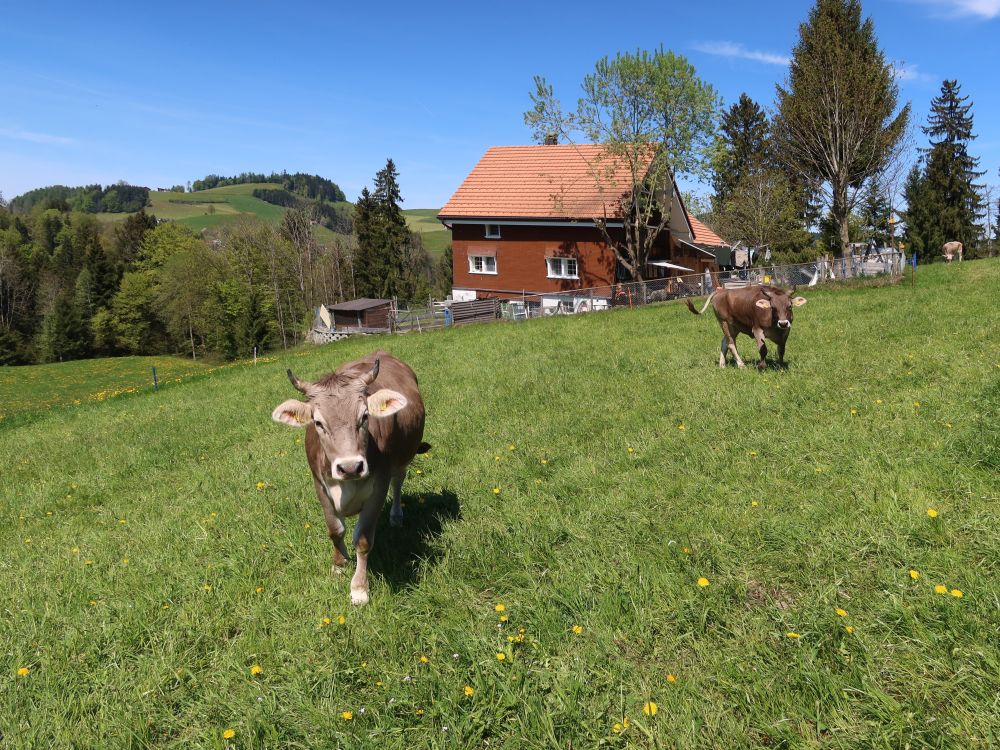 aufdringliche Kuh