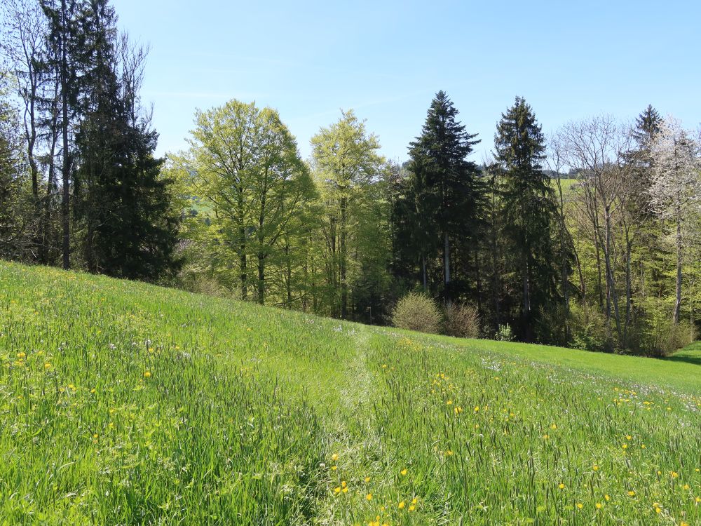Wiesenpfad