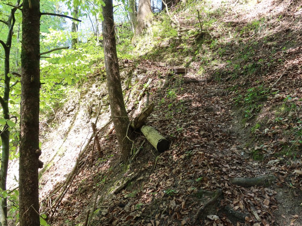 Waldpfad