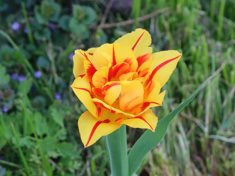 Tulpe