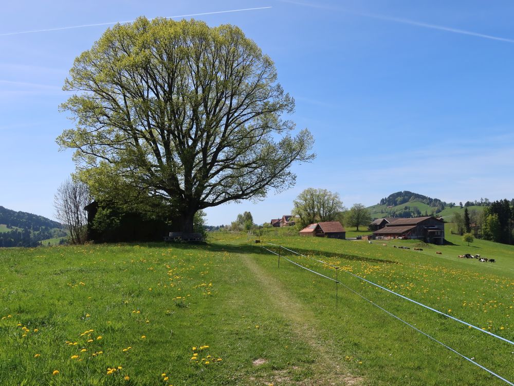 grosse Linde am Holzweg