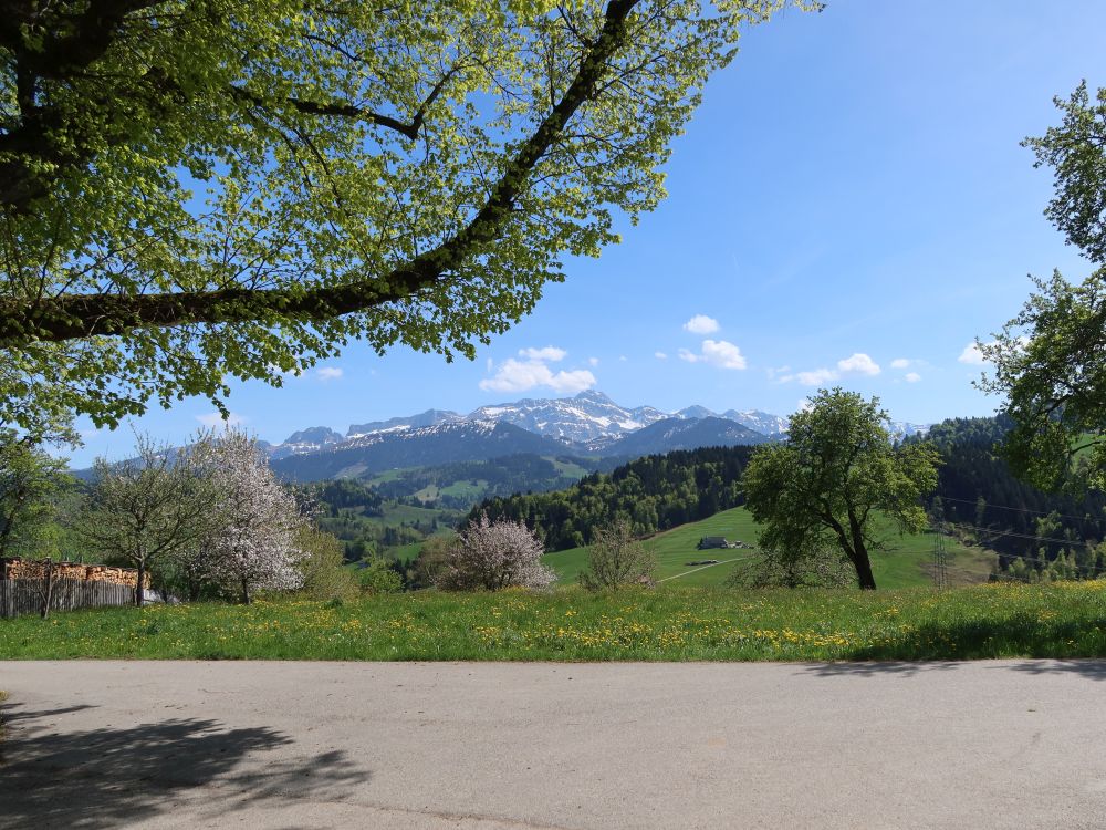 Blick zum Säntis