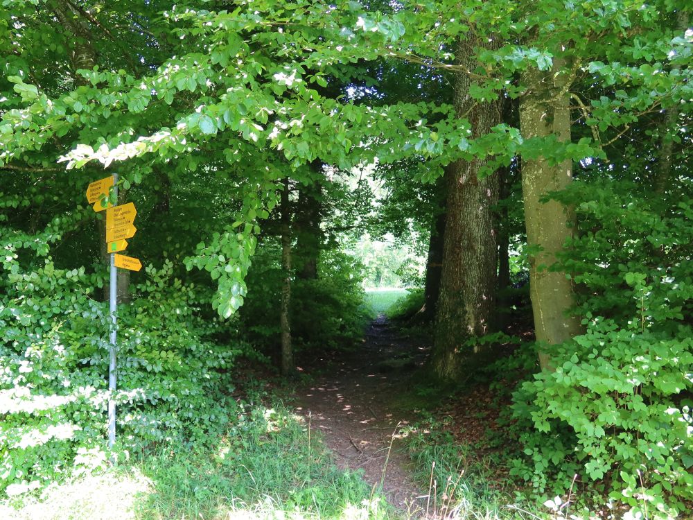 Waldweg