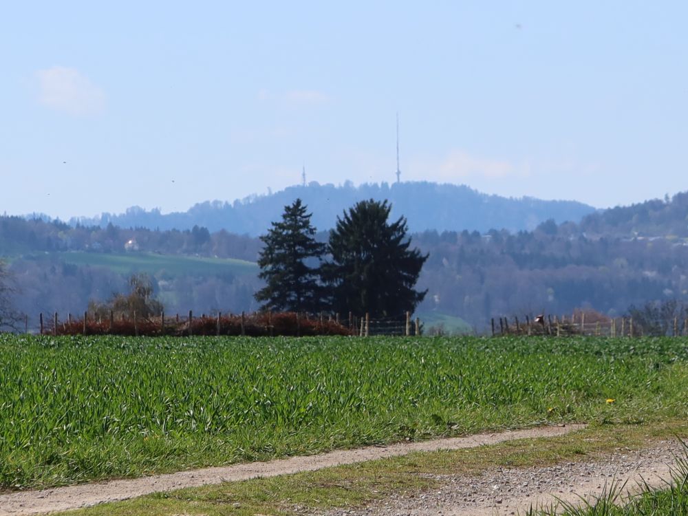 Blick zum Uetliberg