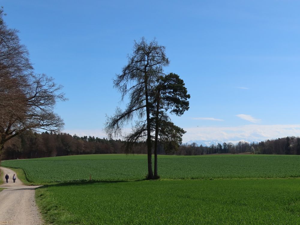 Baum und Alpen