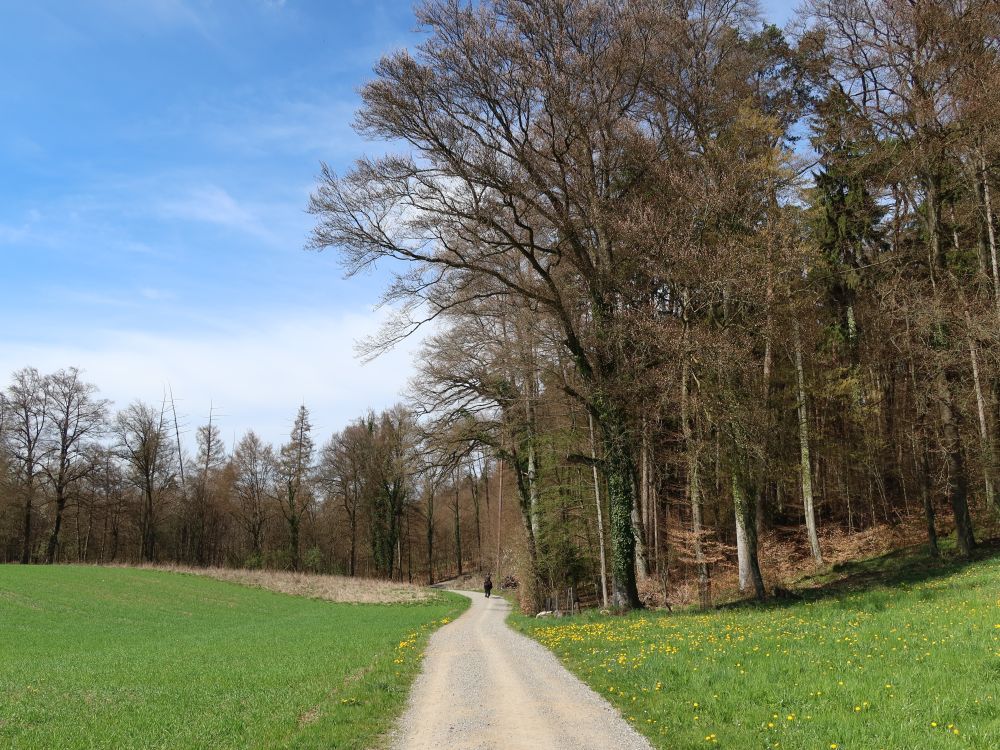 Weg am Waldrand
