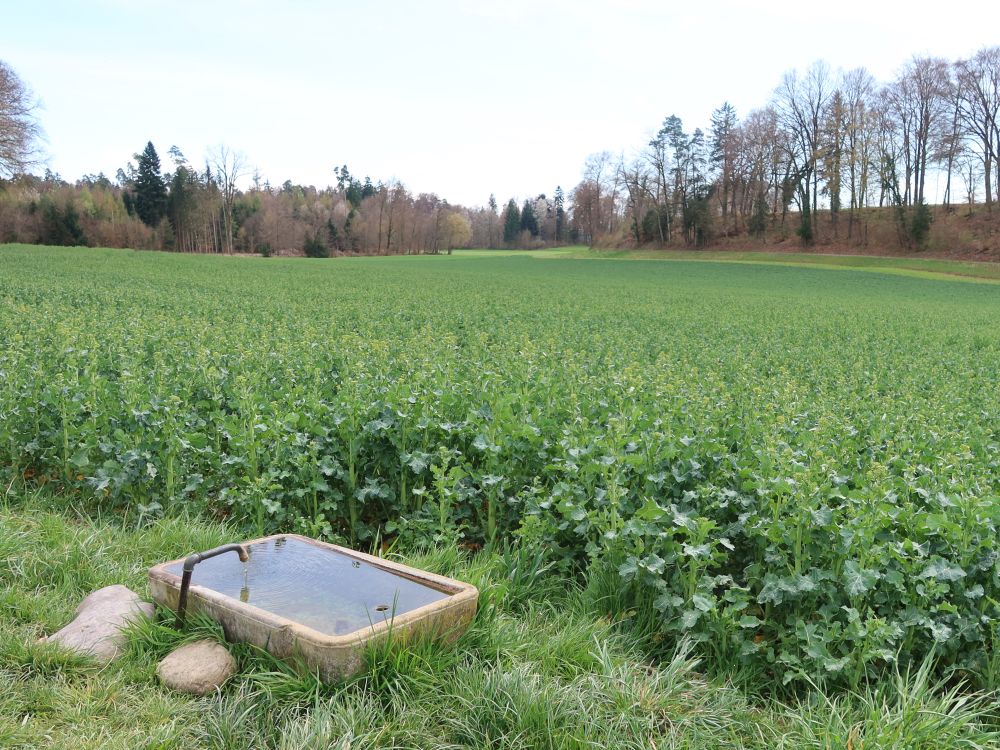 Brunnen am Rapsfeld