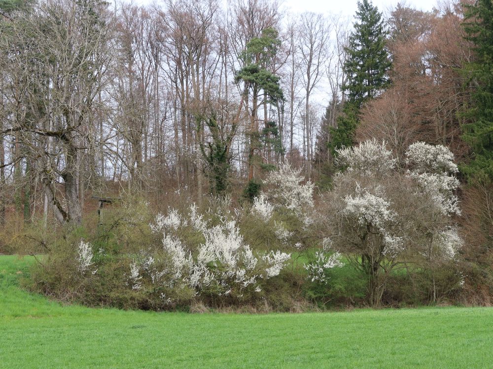 Baumblüte
