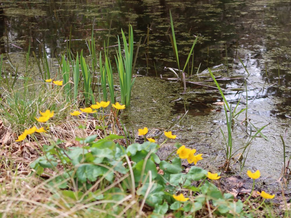 Sumpfdotterblumen