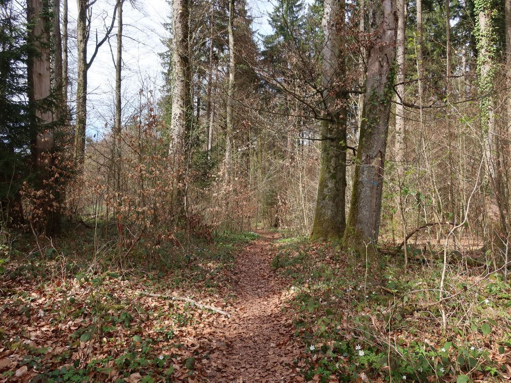 Waldpfad