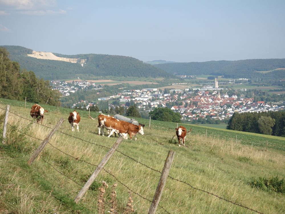Kühe über Geisingen