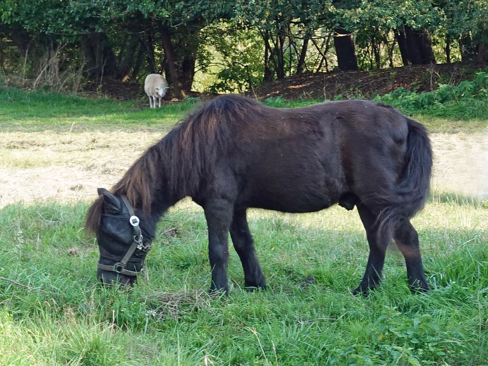 Pony und Schaf