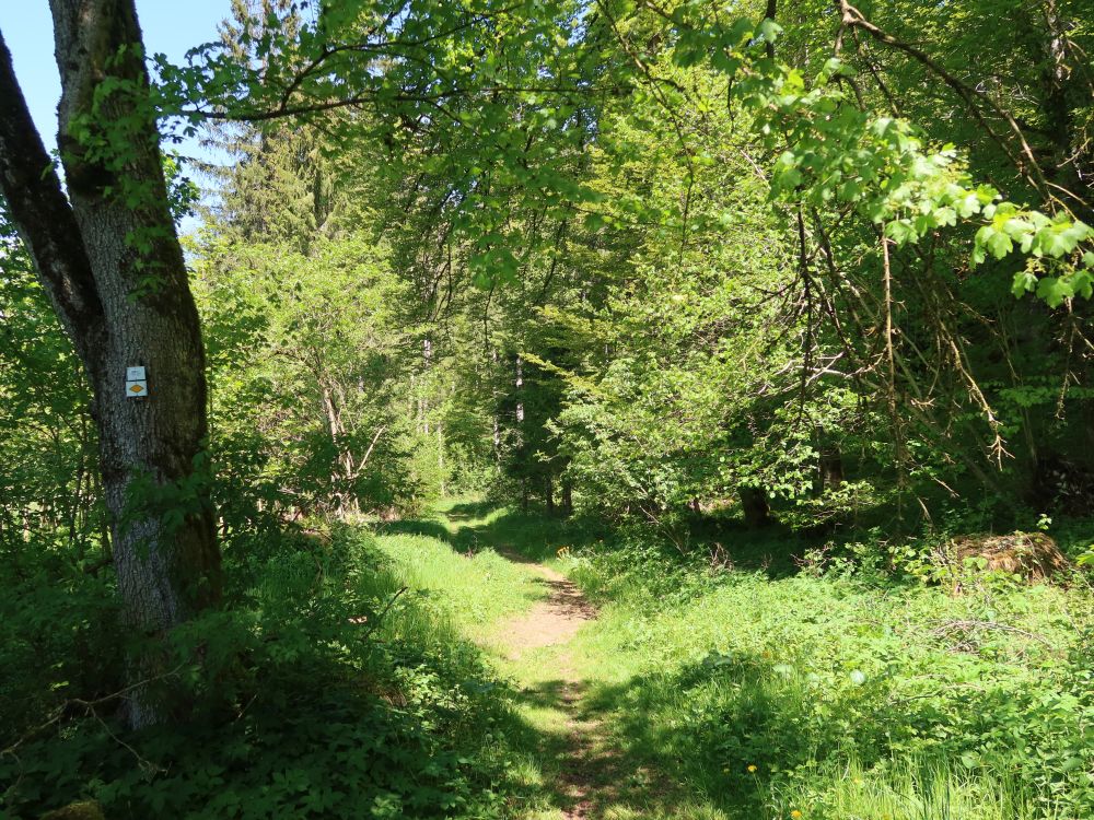 Pfad am Waldrand