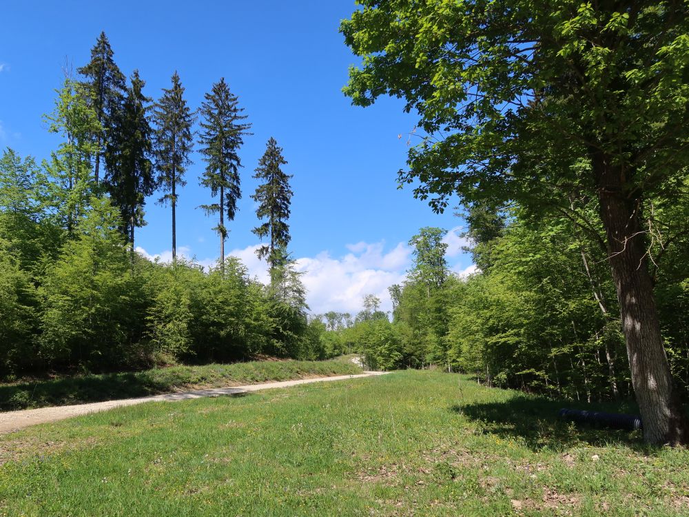 Baumreihe bei Kruckhalden