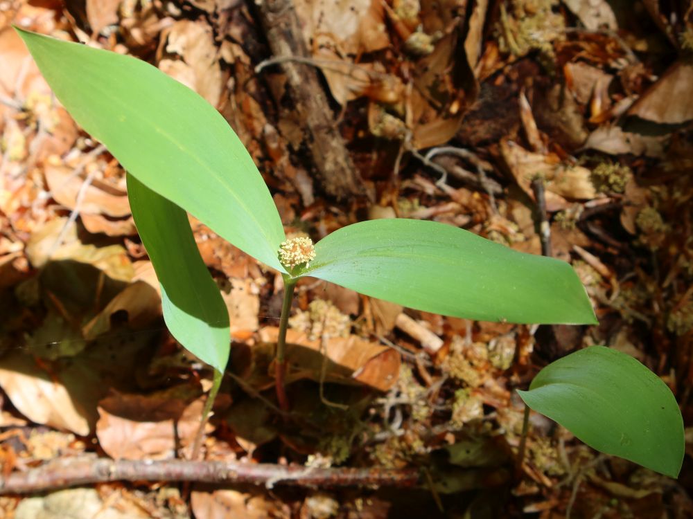 Zweiblättrige Schattenblume