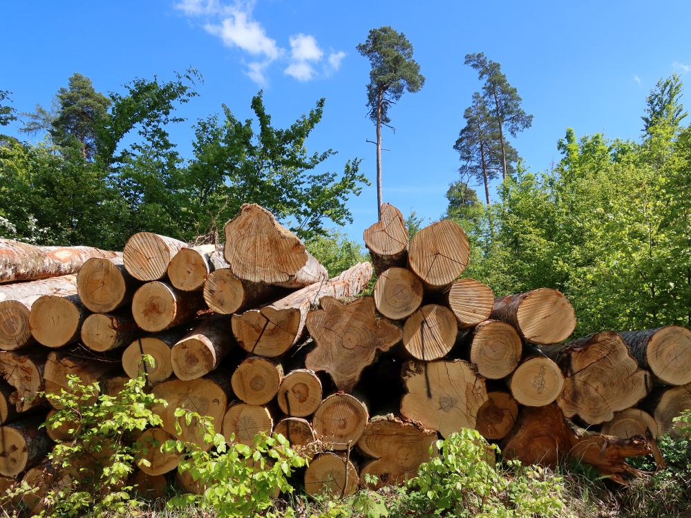 Holzstapel