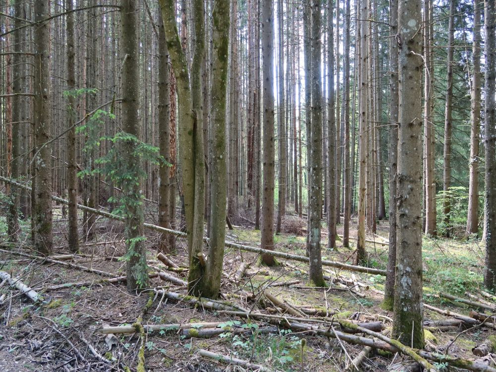 Wald