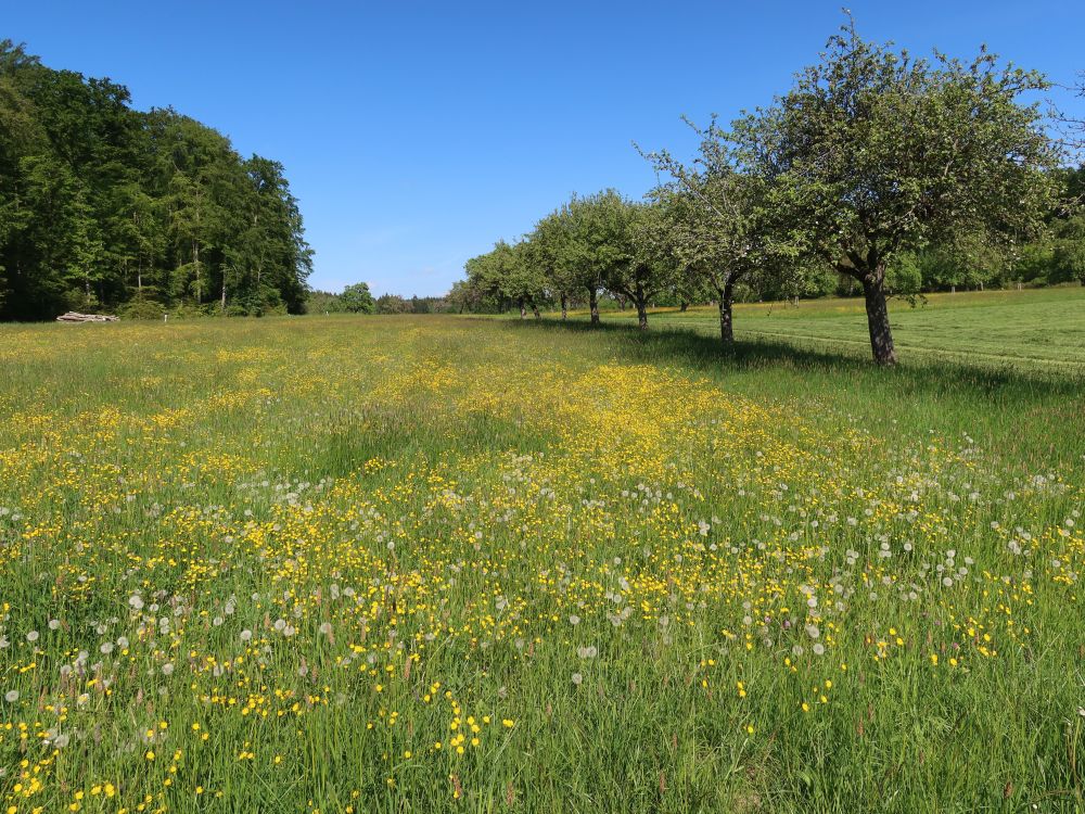 blühende Wiese