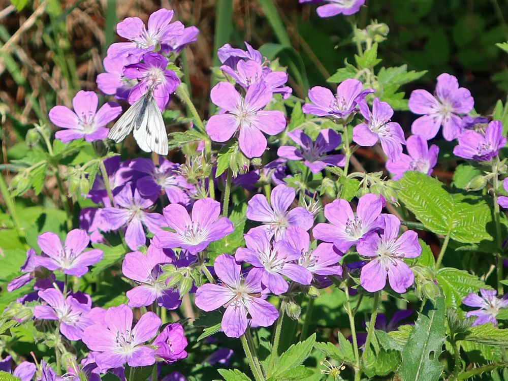 Storchschnabel mit Schmetterling