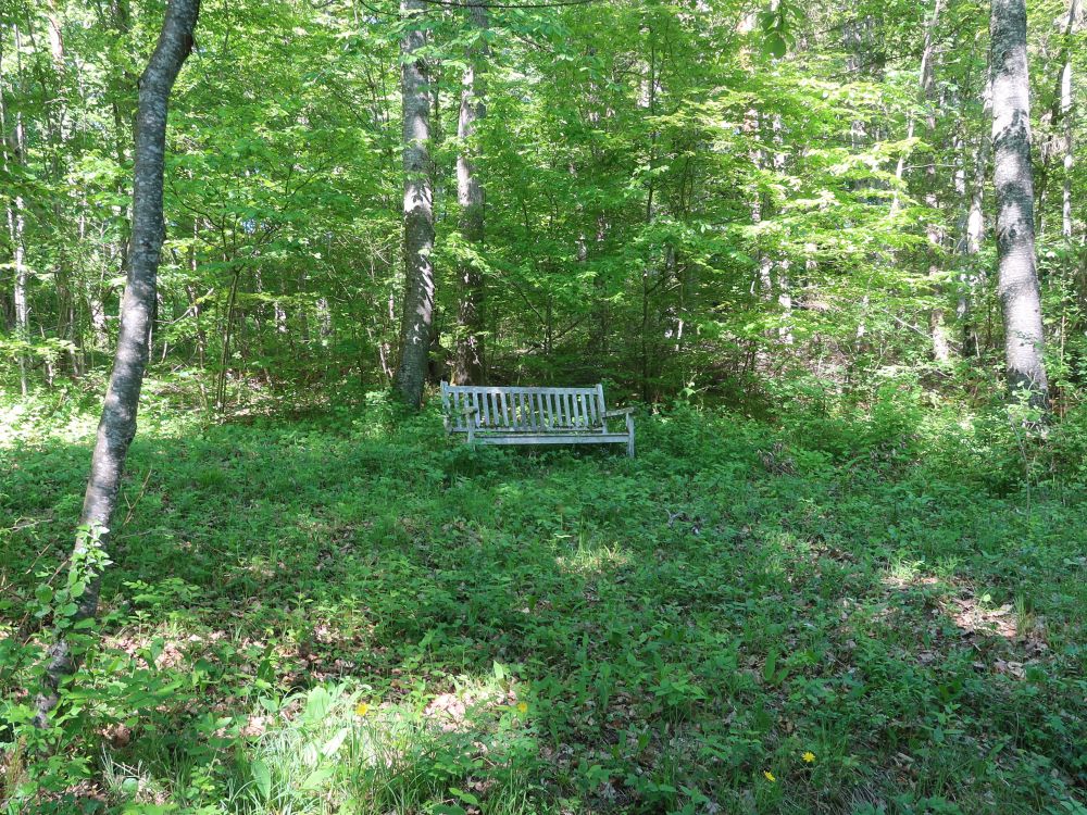 Sitzbank im Wald