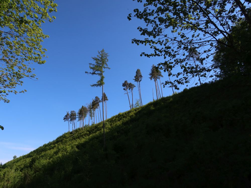Baumreihe am Berg