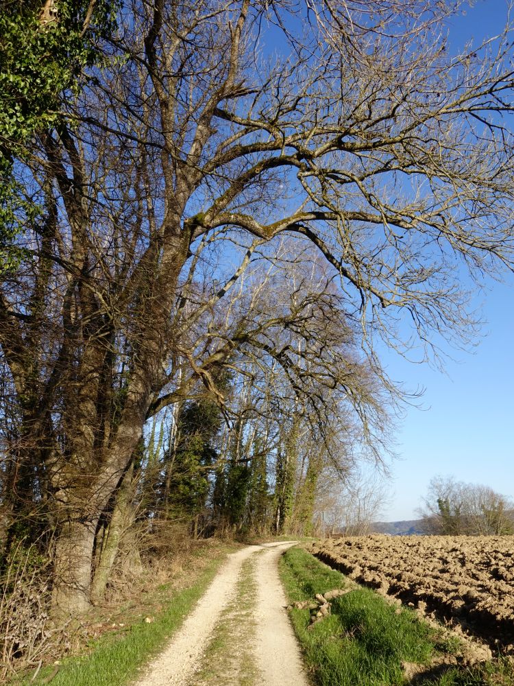 Weg oberhalb Gaienhofen