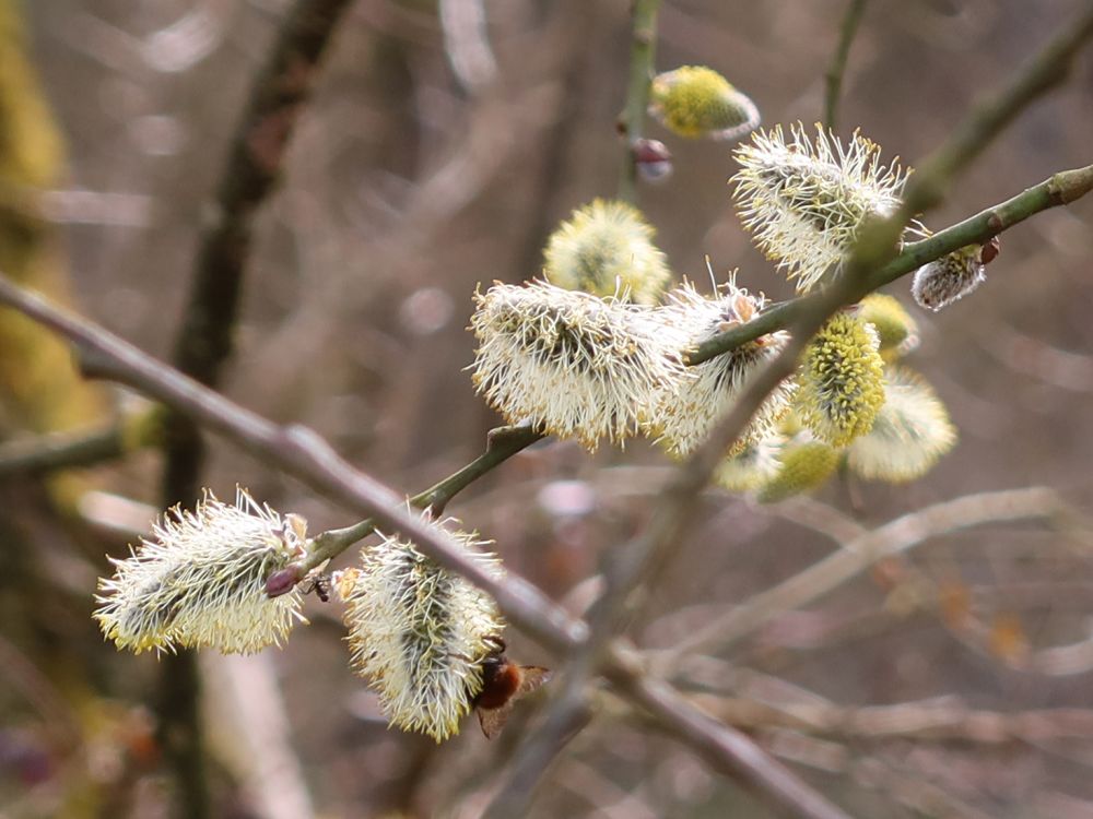 Weidenkätzchen