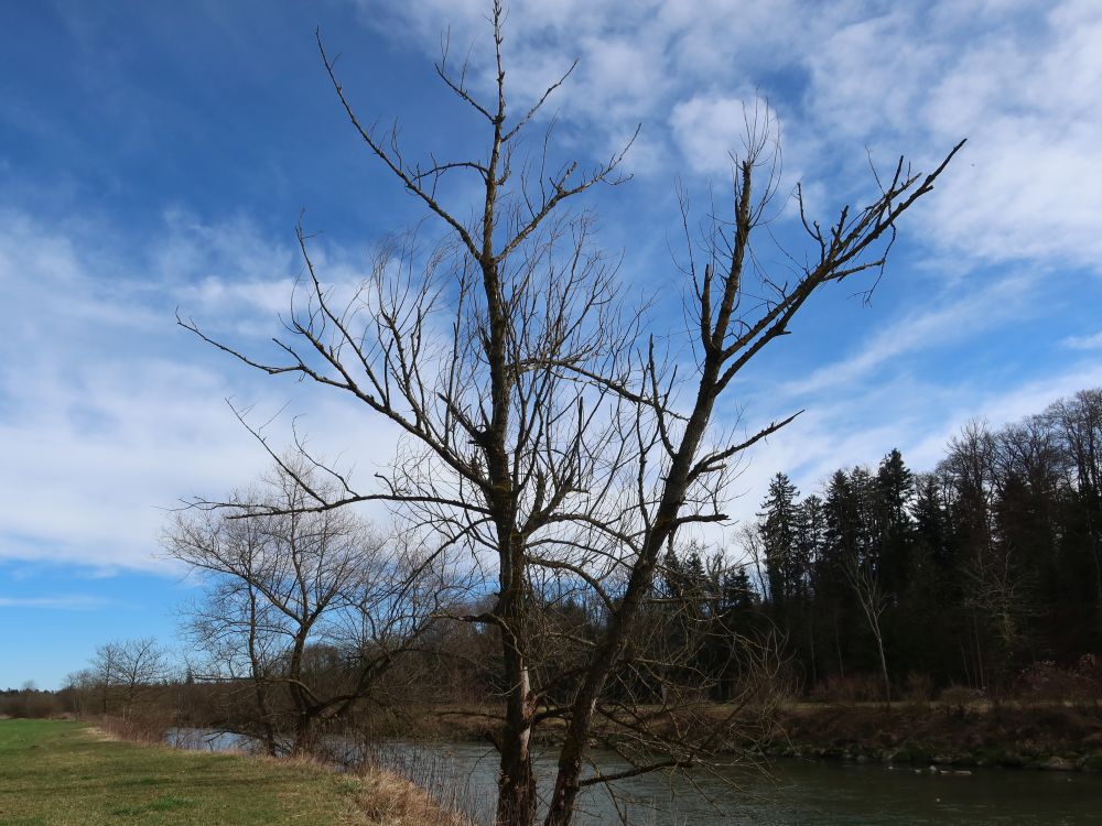 kahler Baum an der Thur