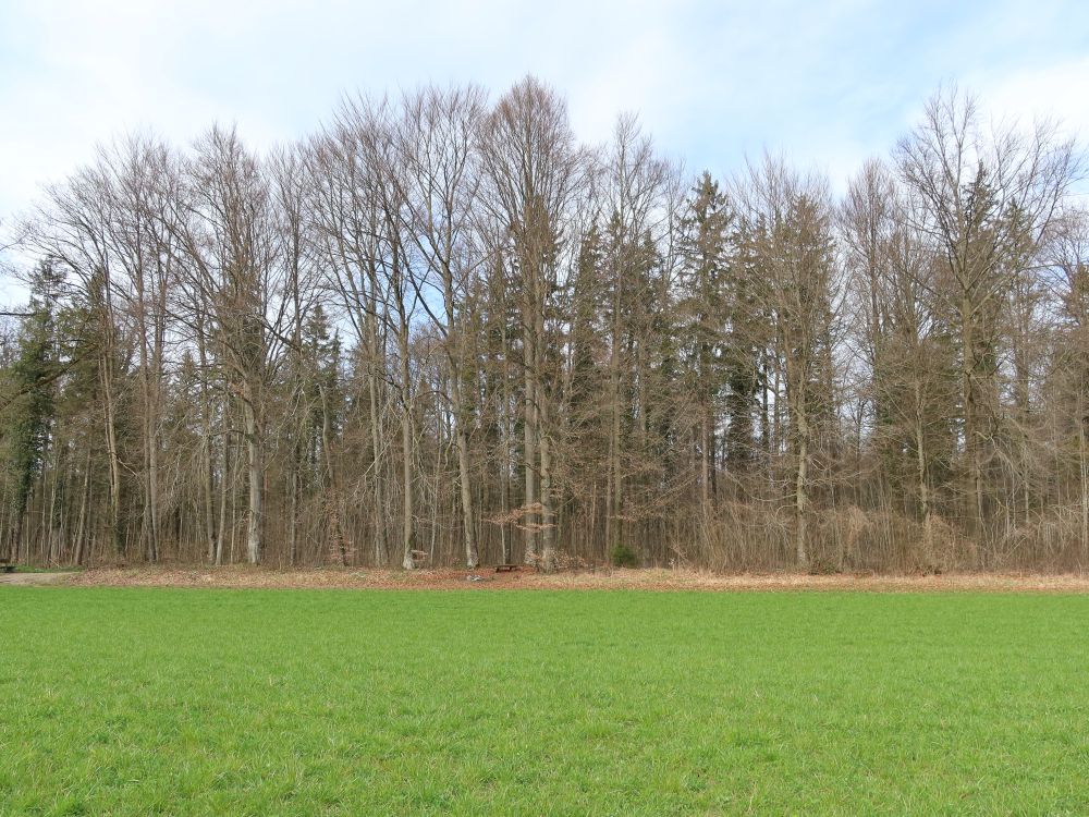 Waldrand in Thurnähe