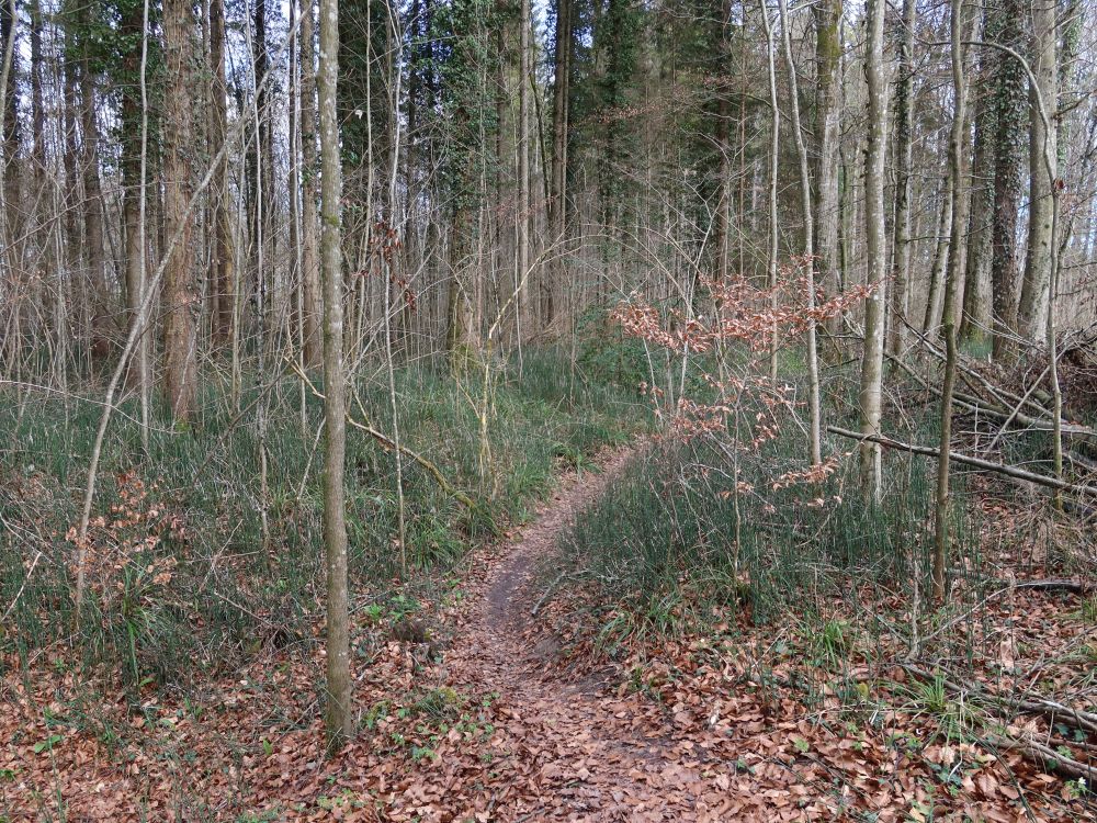 Pfad zwischen Schachtelhalmen