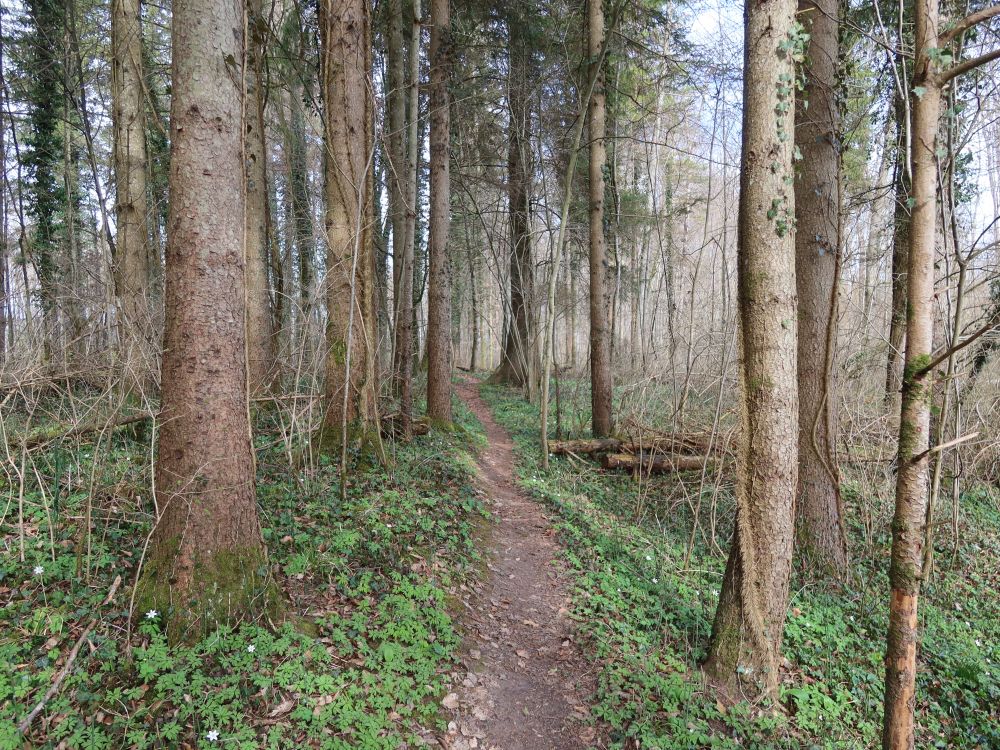 Waldpfad