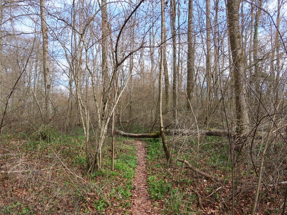 Pfad zwischen Bärlauch