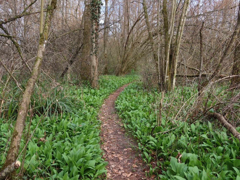 Pfad zwischen Bärlauch