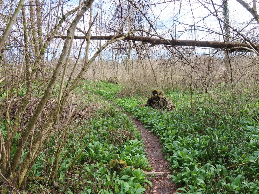 Pfad zwischen Bärlauch