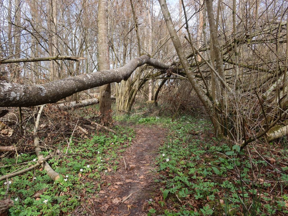 Pfad zwischen Bärlauch