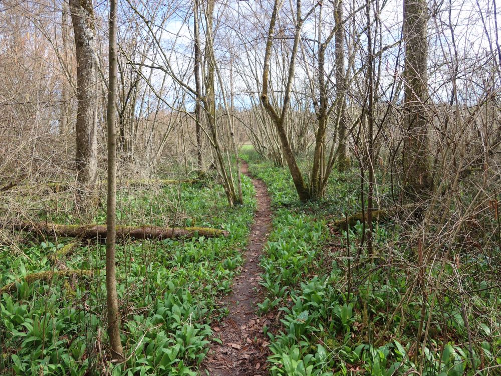 Pfad zwischen Bärlauch