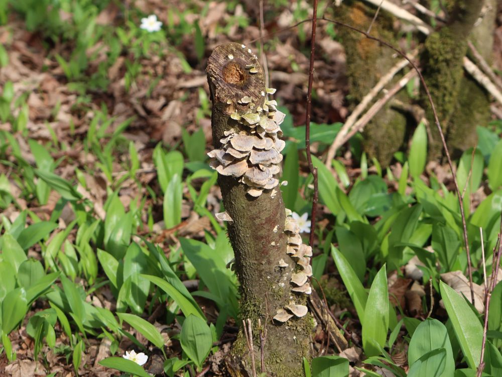 Baumpilz und Bärlauch