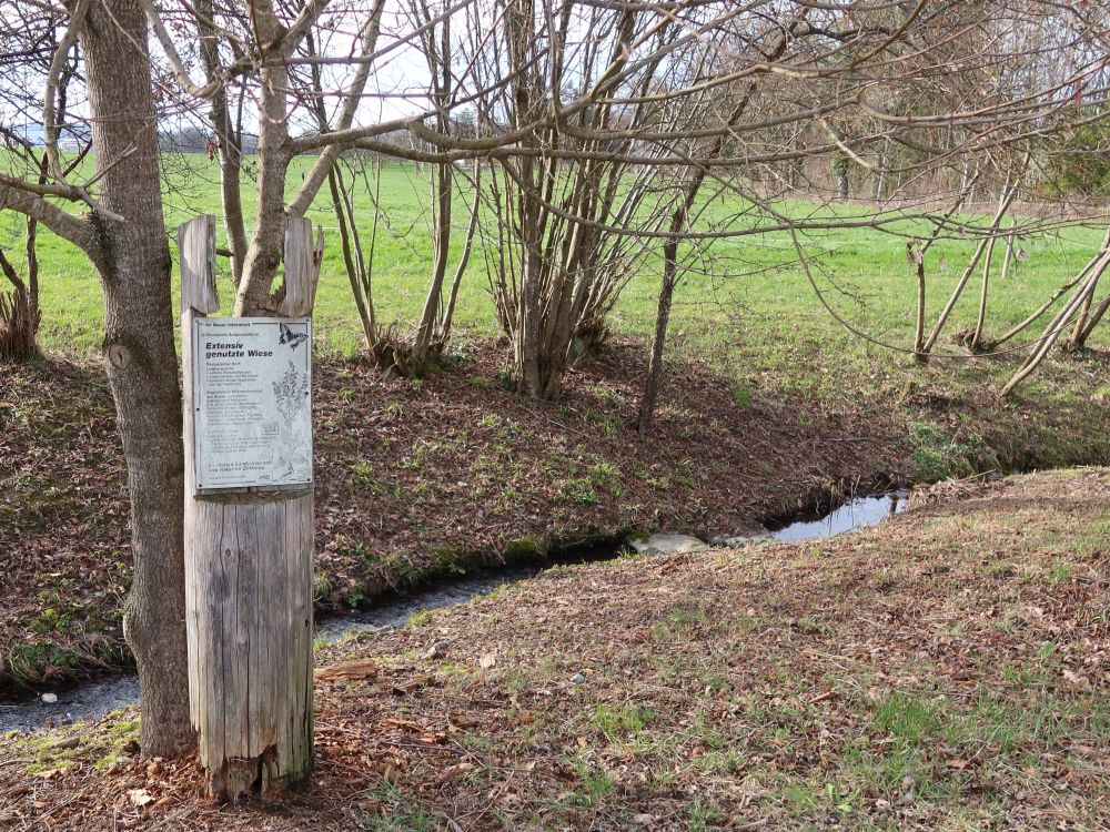 Extensiv genutzte Wiese