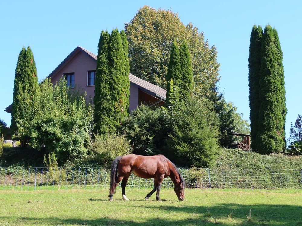 Pferd bei Lendikon