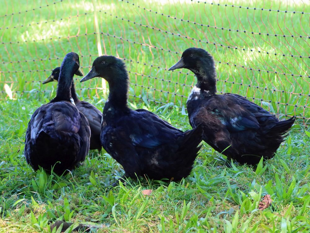 schwarze Enten